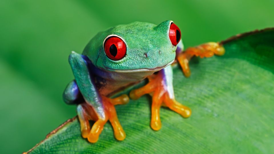 O broască verde cu ochi roșii stă pe o frunză verde, simbolizând visuri și transformări.