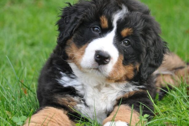 Un cățel de rasă Bernese Mountain Dog stă pe iarbă, cu o expresie jucăușă.