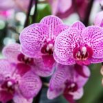 Orhidee roz cu petale delicate, simbolizând frumusețea și eleganța.