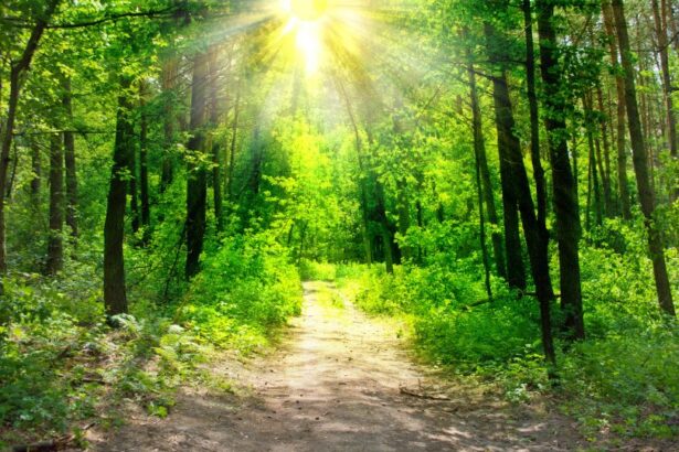 O pădure verde luminoasă cu raze de soare strălucitoare.