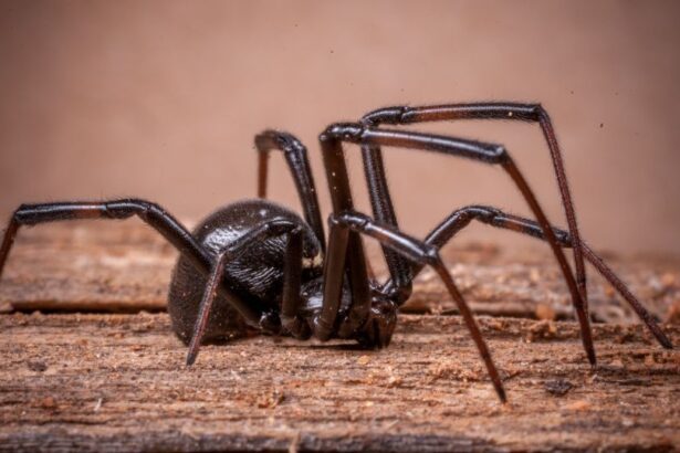 Un păianjen negru pe o bucată de lemn, cu picioare lungi și subțiri.