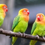 Trei păsări colorate stau pe o creangă, cu penaj vibrant.