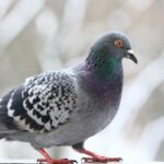 Porumbel cu penaj colorat, stând pe o margine, în fundal alb.