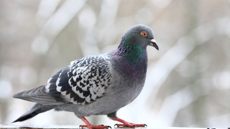 Porumbel cu penaj colorat, stând pe o margine, în fundal alb.