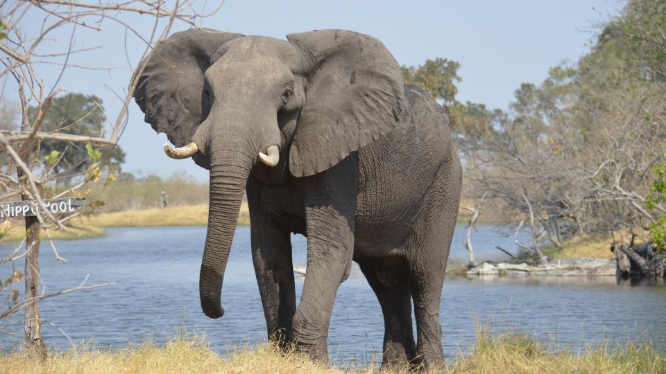 elefant in vis 1