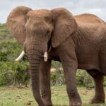 Un elefant stând pe o pajiște verde, cu un peisaj natural în fundal.