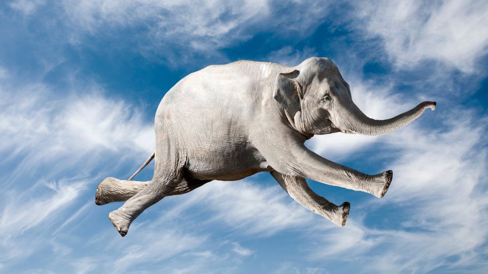 elefant in vis 2