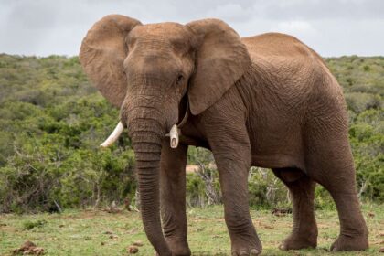 elefant in vis