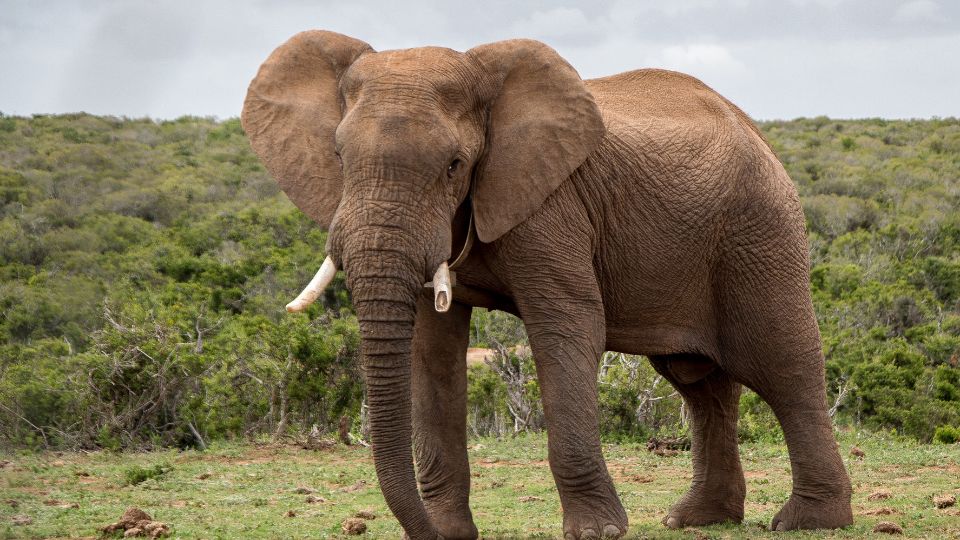 Un elefant stând pe o pajiște verde, cu un peisaj natural în fundal.