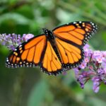 Un fluture monarh cu aripi portocalii și negre, așezat pe flori.