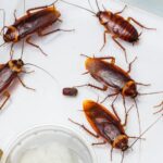 Gândaci de bucătărie într-un recipient transparent, cu hrană pentru insecte.