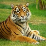 Un tigru stând pe iarbă, cu blana sa distinctivă și privirea calmă.