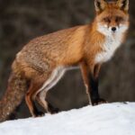 O vulpe stând pe un morman de zăpadă, cu blana roșcată și privirea atentă.