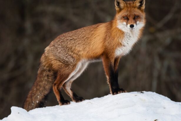 O vulpe stând pe un morman de zăpadă, cu blana roșcată și privirea atentă.