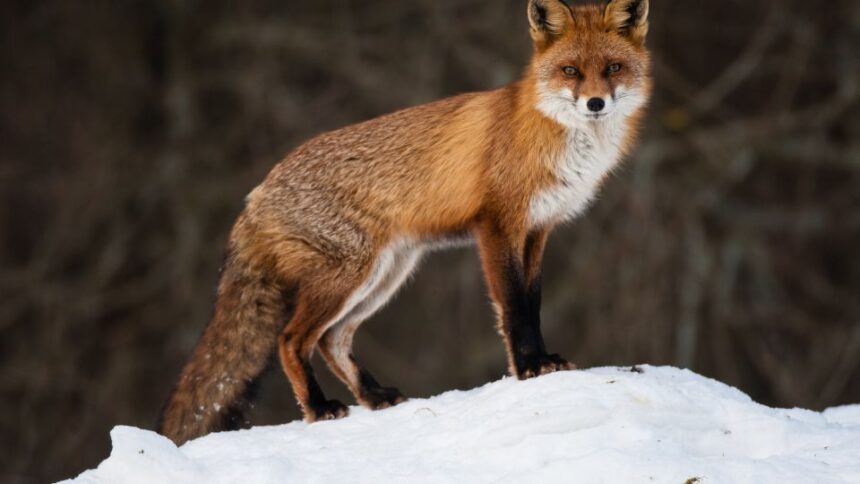 vulpe in vis