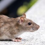 Șobolan pe o suprafață, simbolizând frici și anxietăți în vise.