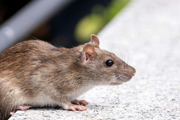 Șobolan pe o suprafață, simbolizând frici și anxietăți în vise.