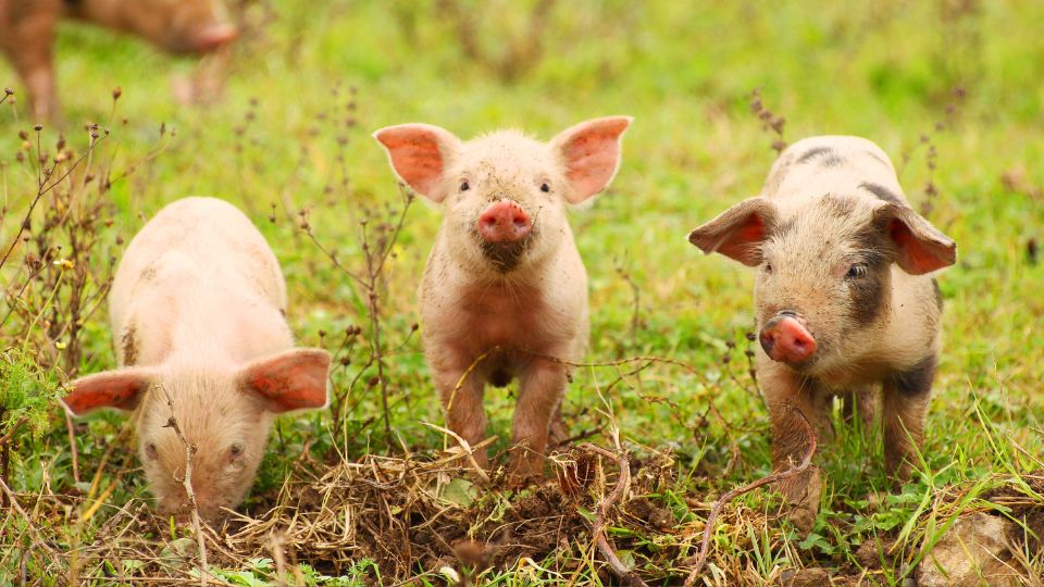 Visezi Porci 1