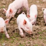 Visezi Porci