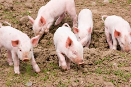 Visezi Porci