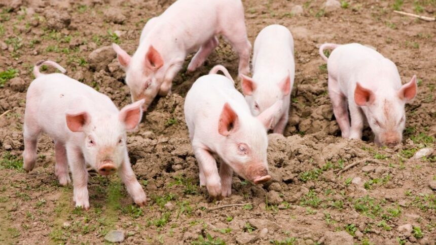 Visezi Porci