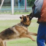 Un câine de pază atacă un antrenor în timpul unei sesiuni de dresaj.