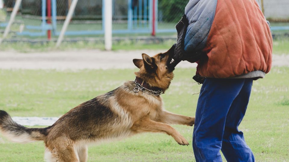 Un câine de pază atacă un antrenor în timpul unei sesiuni de dresaj.