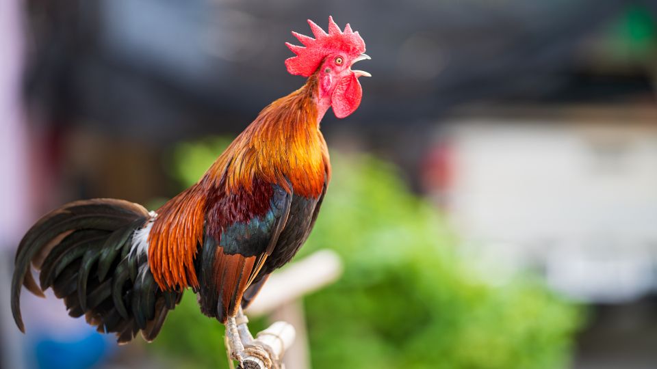 Un cocoș colorat cântând, simbolizând trezirea și începuturile noi în vise.