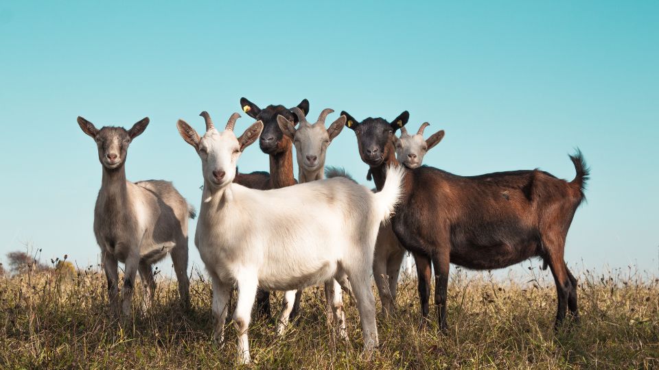 Un grup de capre pe un câmp verde sub un cer senin.