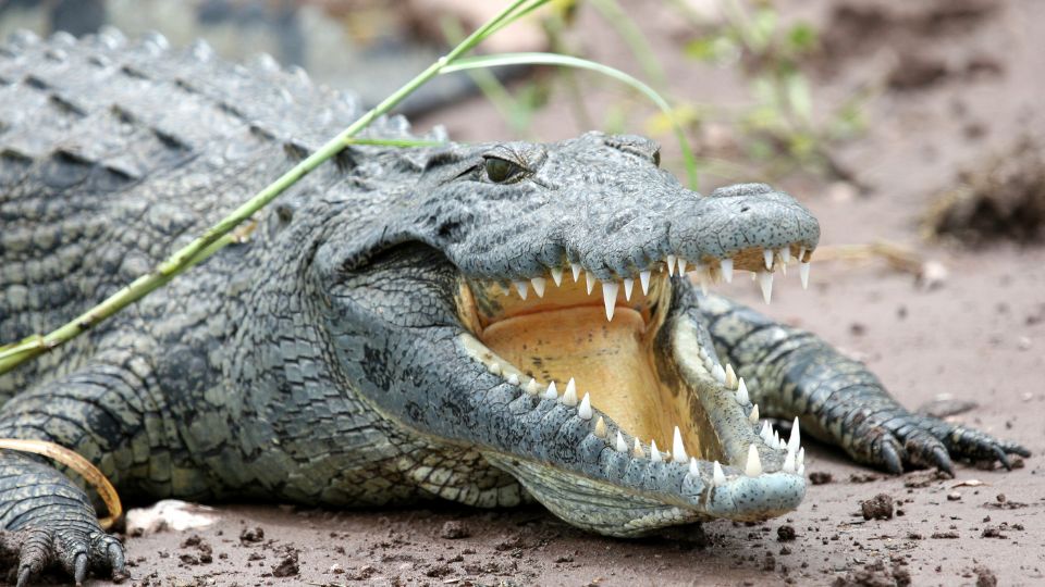 visezi crocodili 1
