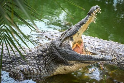 visezi crocodili