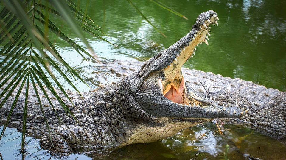 Un crocodil stând în apă, cu gura deschisă, înconjurat de plante.