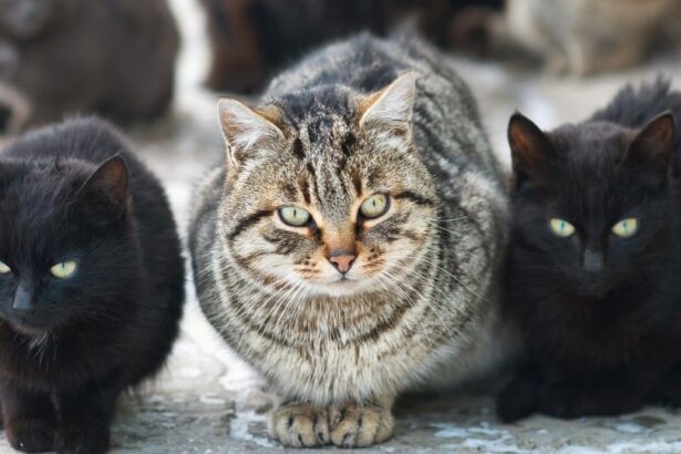 Trei pisici, două negre și una tigrată, stând împreună pe o suprafață deschisă.